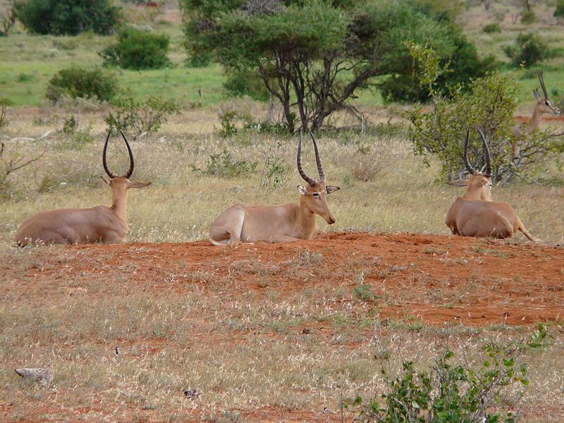 File:Bachelor herd.jpg