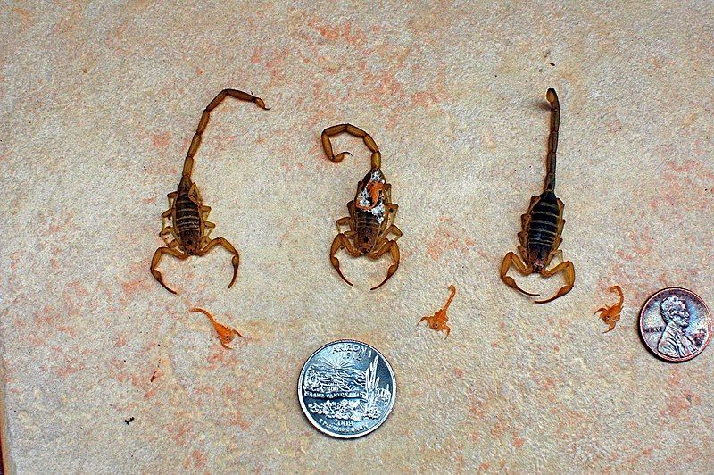 File:Basgen-scorpion-compared.JPG