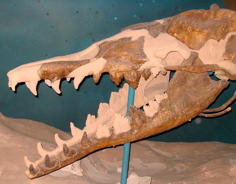 File:Basilosaurus cetoides.jpg