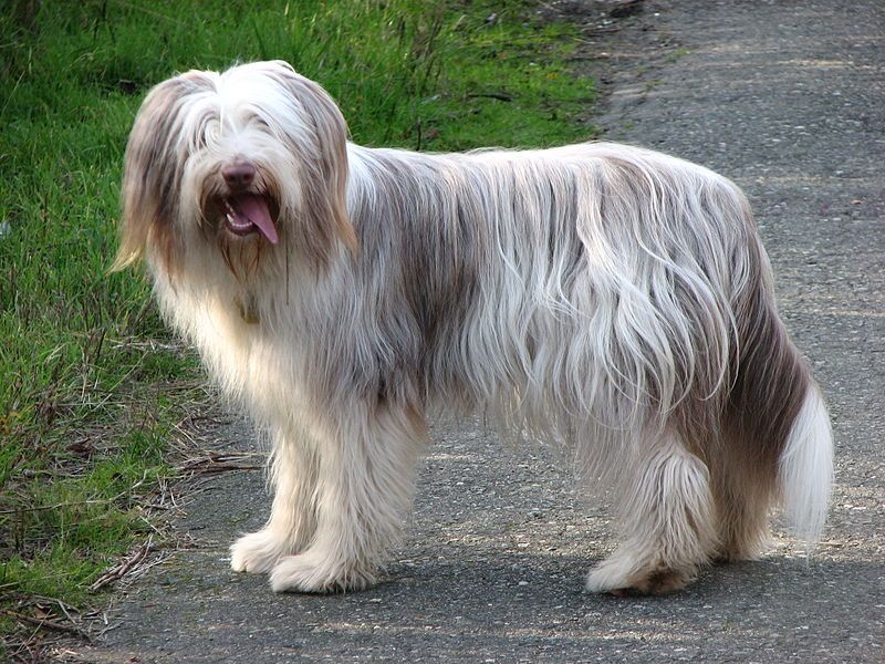 File:Bearded Collie.jpg