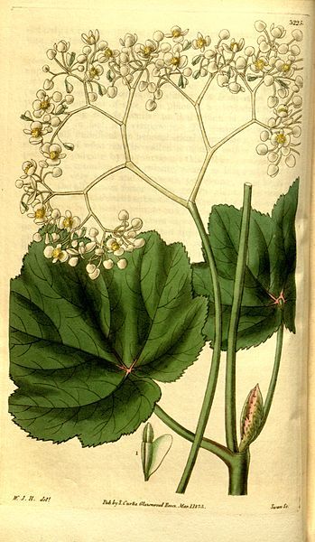 File:Begonia reniformis.jpg