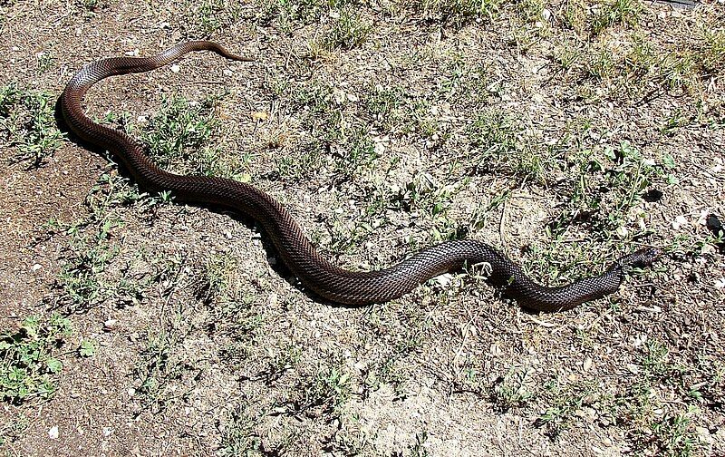 File:Black Pine Snake.jpg