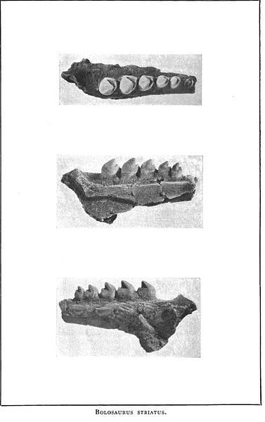 File:Bolosaurus teeth.JPG