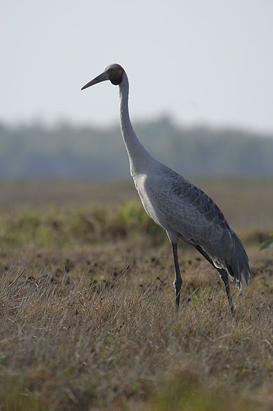 File:Brolga1.jpg