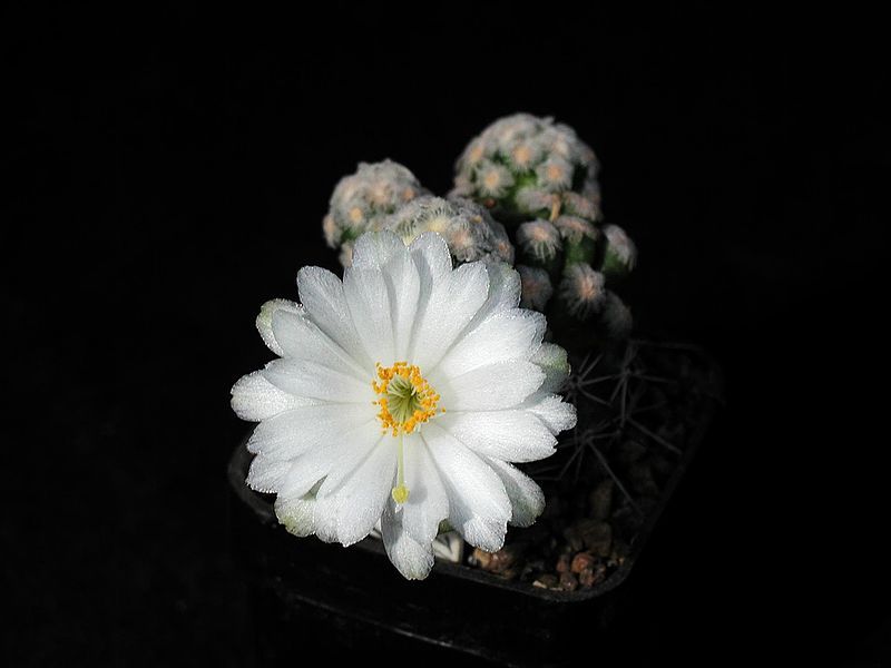 File:Cactus white flowers.jpg