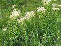 Lepidium draba