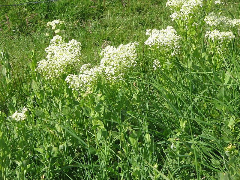 File:Cardaria draba02.jpg