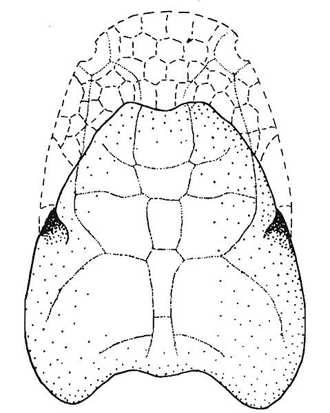 File:Cardipeltis wallacii.jpg