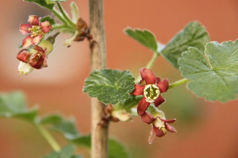 File:Caseille jostaberry flowers.jpg