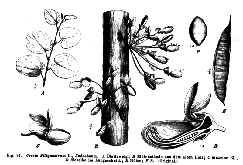 File:Cercis silquastrum Taub84.png