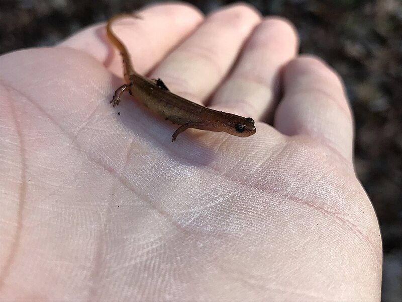 File:Chamberlain's Dwarf Salamander.jpg