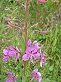 Chamaenerion angustifolium close-up