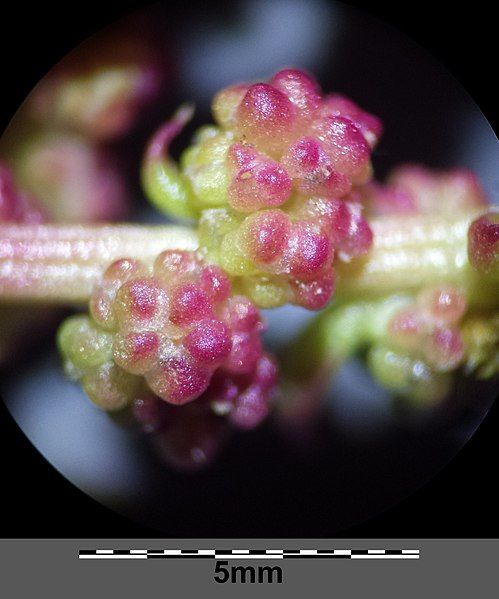 File:Chenopodium chenopodioides sl28.jpg