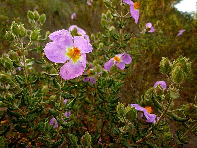 File:Cistus heterophyllus0168.jpg