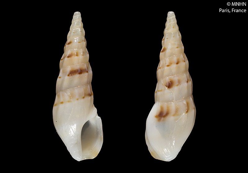 File:Clavus androyensis (MNHN-IM-2000-9906).jpeg