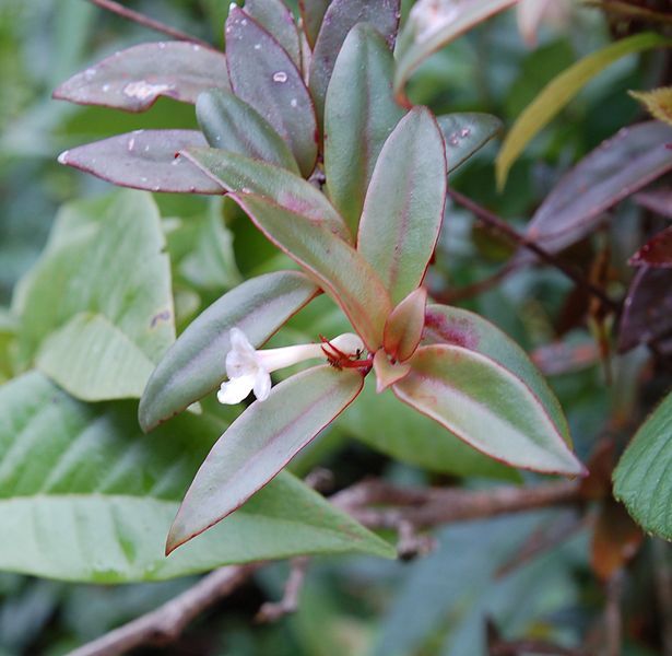 File:Codonanthe crassifolia.jpg