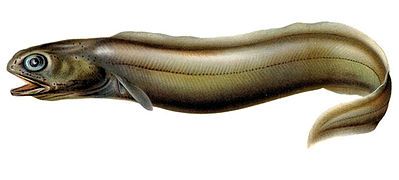 Coloconger raniceps, a Colocongridae