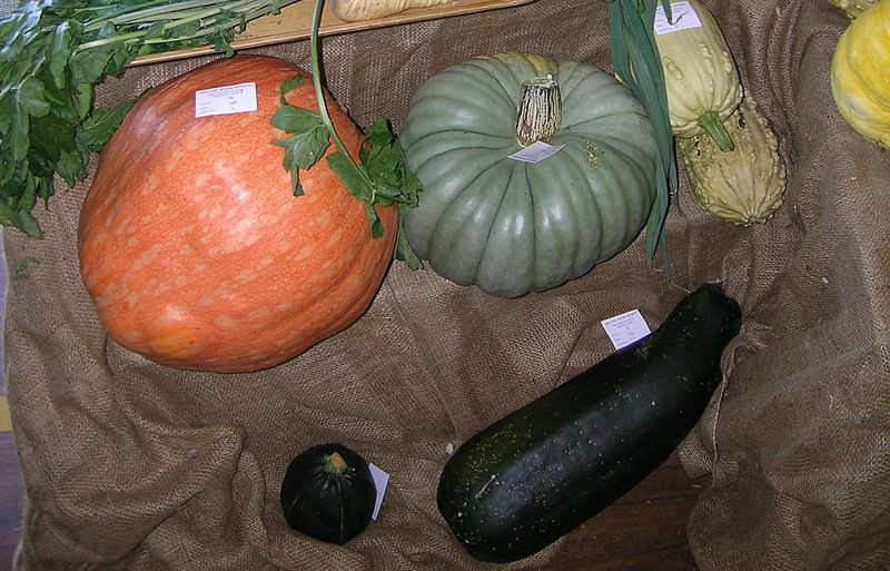 File:Cucurbitaceae 2.jpg