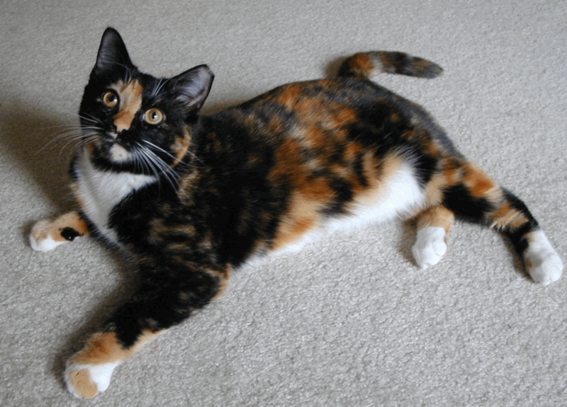 File:Curly tortoiseshell.png