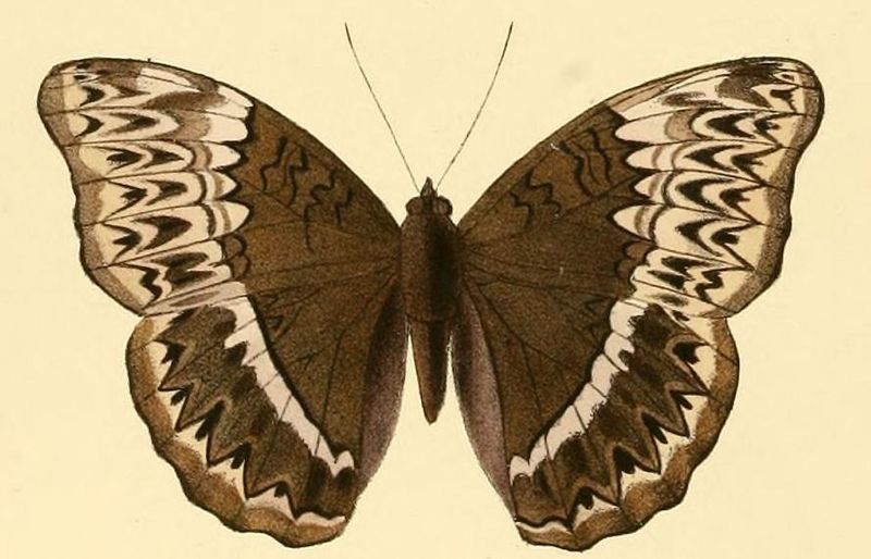 File:Cymothoe harmilla1.JPG