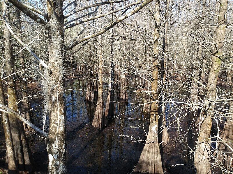 File:Cypress buttresses.jpg