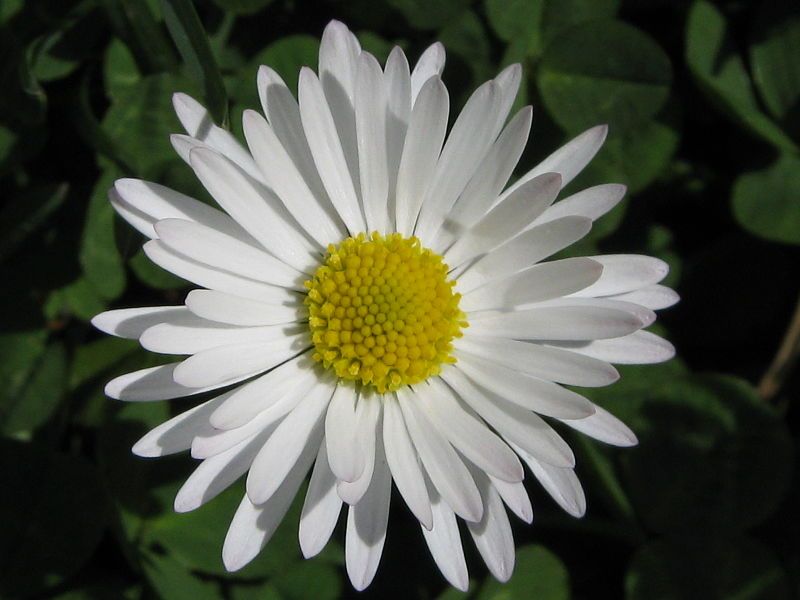 File:Daisy ntgr.JPG