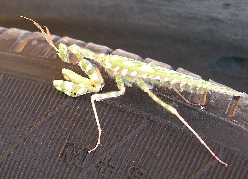 File:Devil flower mantis.jpg