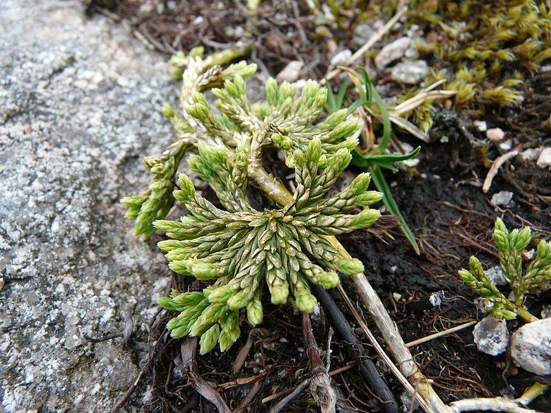 File:Diphasiastrum alpinum.jpg