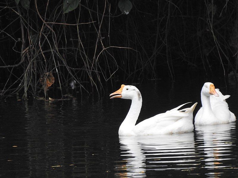 File:Domestic geese swimming.jpg