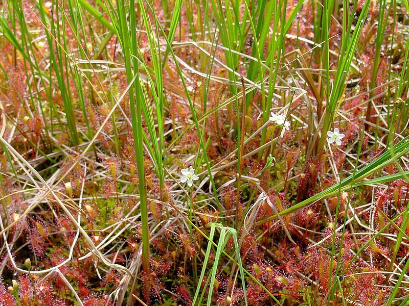 File:Drosera anglica ne3.jpg