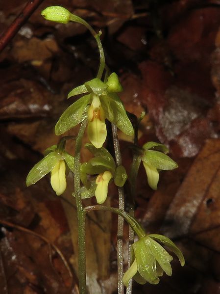 File:Ephippianthus schmidtii 8.JPG