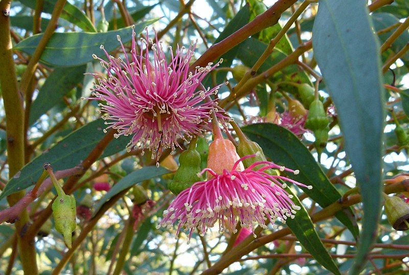 File:Eucalyptus 2 Montjuiic.JPG