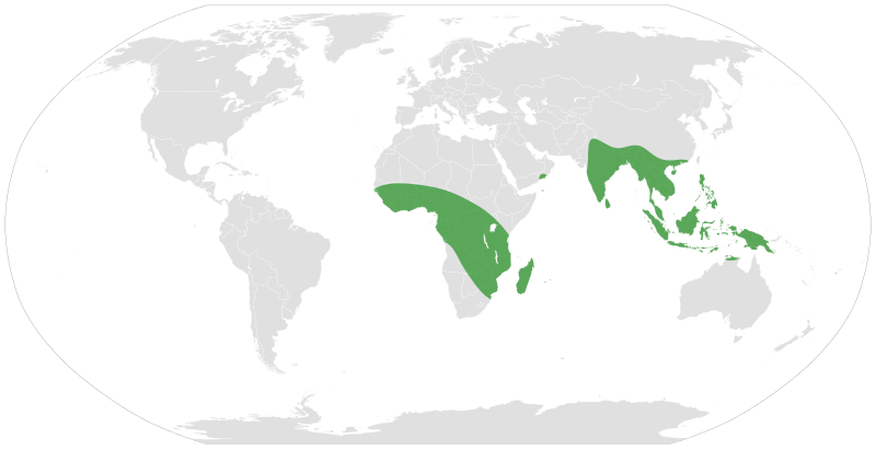 File:Exacum distribution.svg