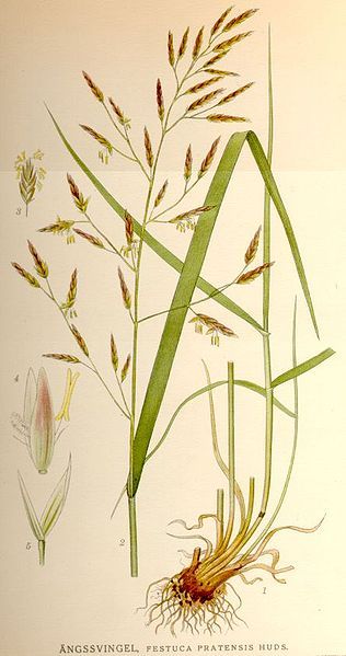 File:Festuca pratensis.jpg