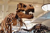 Mounted skeletons of Tyrannosaurus (left) and Apatosaurus (right)