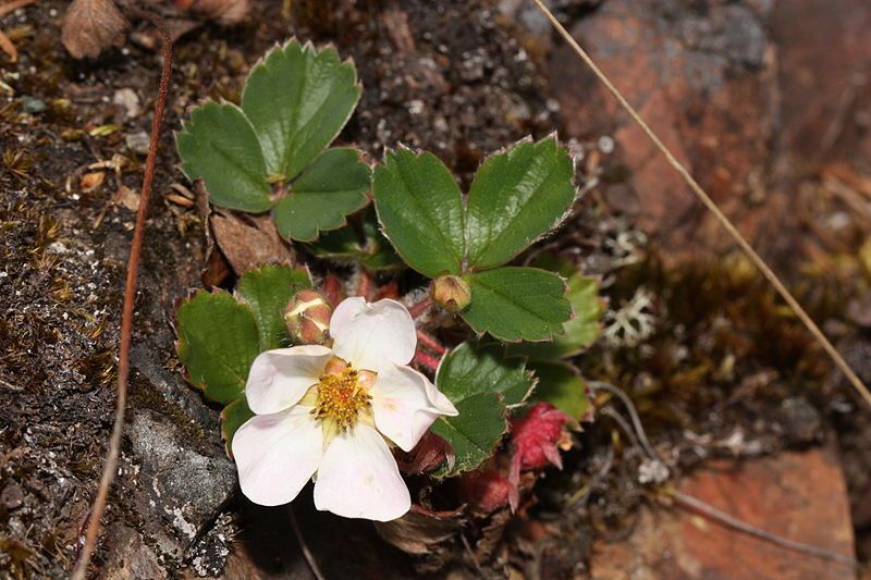 File:Fragaria virginiana 2427.JPG