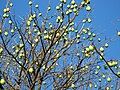 Fruits, São Paulo, Brazil