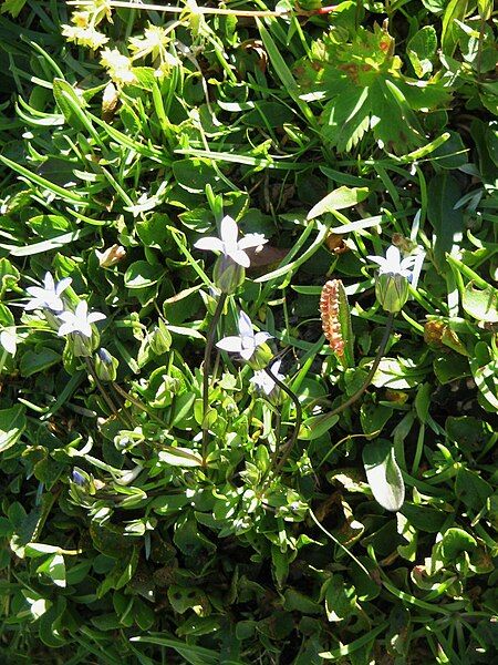 File:Gentianella tenella01.jpg