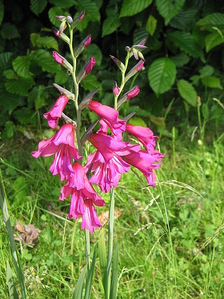 File:Gladiolus byzantinus07.jpg