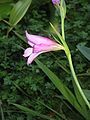 Gladiolus italicus close-up flower