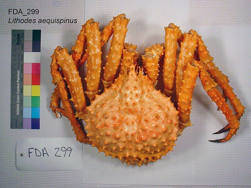 File:Golden king crab.jpg