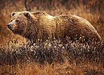 GrizzlyBearJeanBeaufort