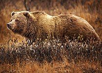 Grizzly bear (Ursus arctos horribilis)