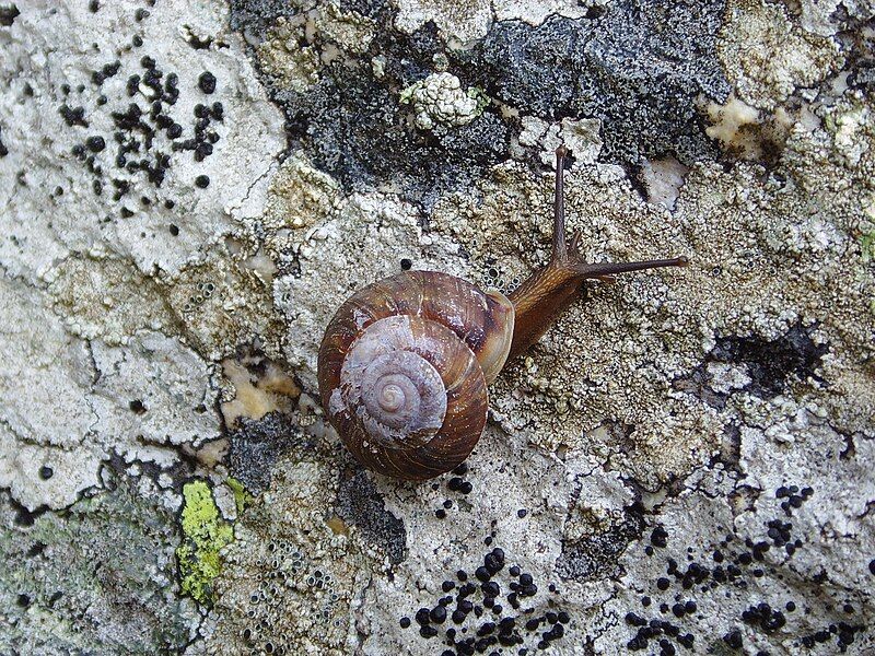 File:Helicigona lapicida PaR.JPG