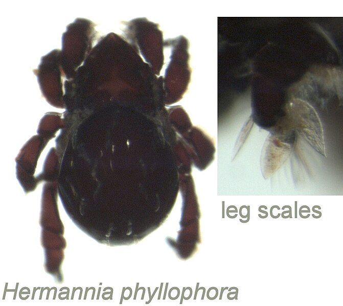 File:Hermannia phyllophora.jpg