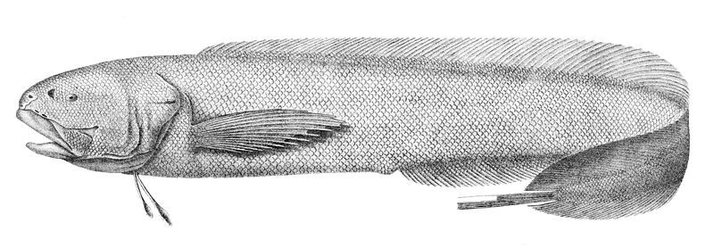 File:Holcomycteronus brucei.jpg