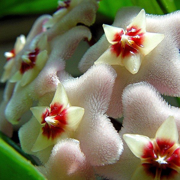 File:Hoya closeup.jpg