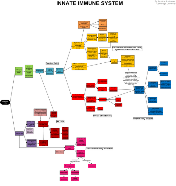 File:Innate immune system.png