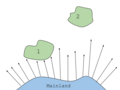 This diagram shows the effect of an island’s distance from the mainland on the amount of species richness. The sizes of the two islands are approximately the same. Island 1 receives more random dispersion of organisms. While island number 2, since it is farther away, receives less random dispersion of organisms.