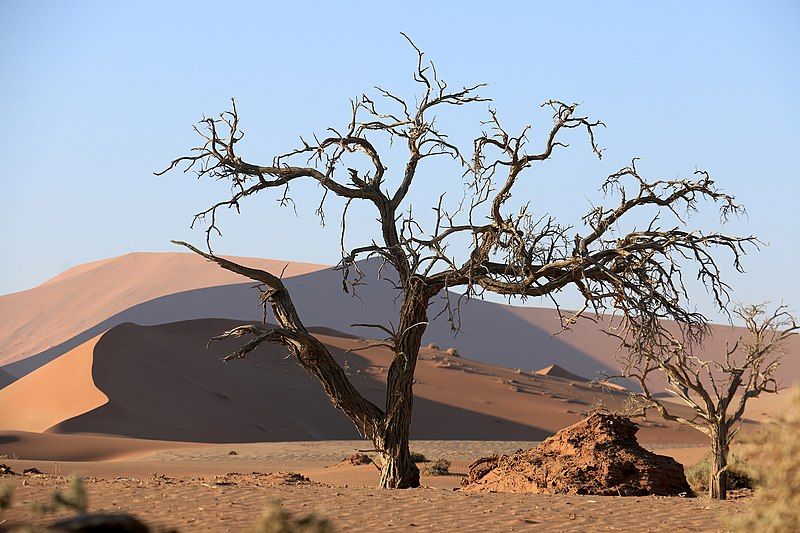 File:Kameldornbaum Sossusvlei.jpg